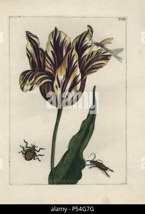 Tulip varietà, con diversi insetti e coleotteri. Handcolored calcografia incisione botanica da 'Nederlandsch Bloemwerk' (Olandese Addobbi floreali), Amsterdam, J.B. Elwe, 1794. . L'artista di questa bella targa è un mistero: il titolo bouquet ha la firma di Paul Theodor Van Brussel (1754-1795), l'olandese pittore di fiori e un padiglione auricolare è 'drawn da' vita da A. Bres. Secondo la caccia, 30 piastre mostrano l'influenza del famoso artista francese Nicolas Robert (1614-1685). Foto Stock