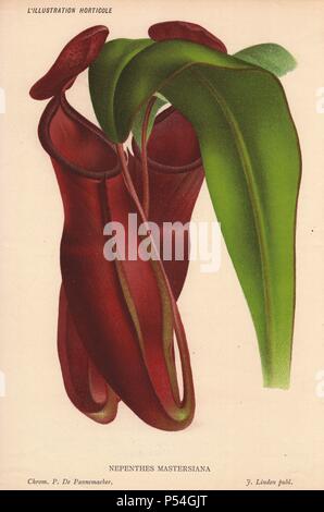 Hybrid pianta brocca, con venature rosso sangue lanciatore, sollevato dal dottor maestri.. Nepenthes mastersiana. Illustrazione di P. Stroobant, litografata da L. Stroobant di Gand, da Jean Linden "dell'Illustration horticole' 1882. Foto Stock