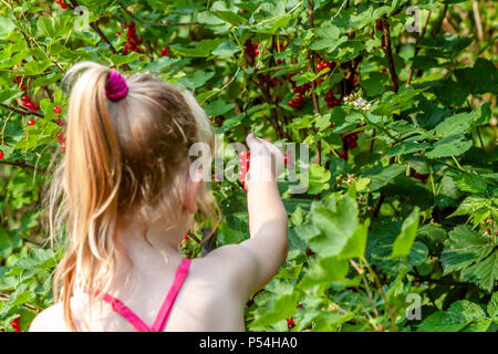 Bambina raccolta di bacche mature di ribes rosso nel giardino. Foto Stock