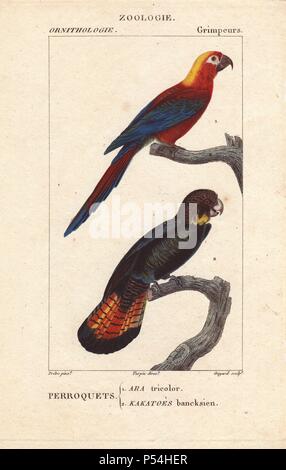 Rosso cubano macaw, Ara tricolore, estinte, e red-tailed black cockatoo Calyptorhynchus banksii. Imbianchini Handcolored incisione di Guyard da una illustrazione da Jean-Gabriel Pretre diretto da Turpin da Jussieu's 'Dictionnaire des Sciences Naturelles", Parigi, Levrault, 1816-1830. La sezione ornitologica è stata curata da Charles Sainte-Croix. Pretre (17801845) era pittore di storia naturale a Imperatrice Josephine's zoo e divenne in seguito un artista al Museo di Storia Naturale. Foto Stock