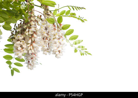 Fiori di colore bianco sul ramo di Robinia pseudoacacia o robinia isolati su sfondo bianco Foto Stock