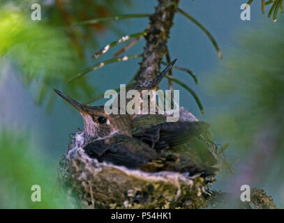 Hummer pulcini nel nido Foto Stock