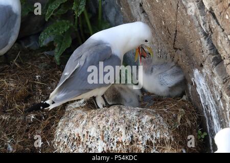 Nero-kittiwakes zampe Foto Stock