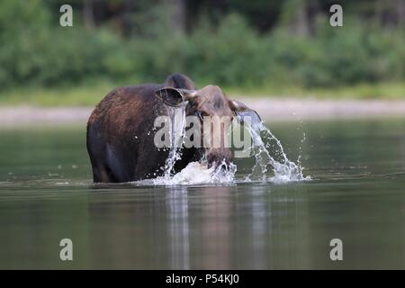 Moose Foto Stock