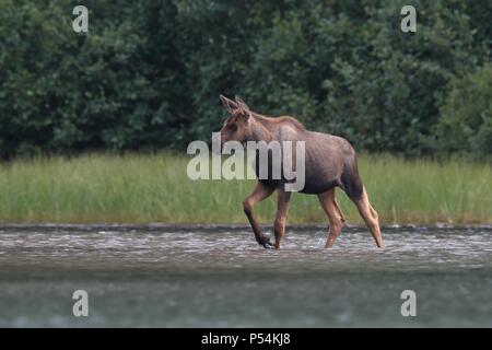 Moose Foto Stock