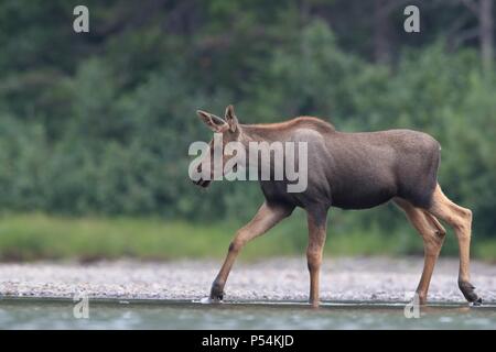 Moose Foto Stock