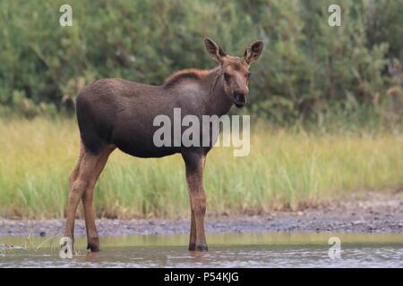 Moose Foto Stock