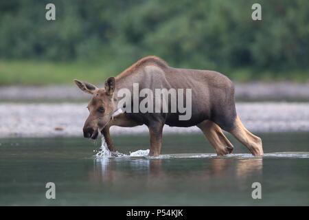 Moose Foto Stock