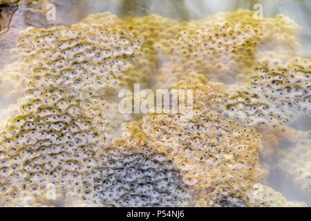 Closeup shot che mostra un sacco di frog spawn a inizio primavera tempo Foto Stock