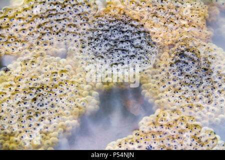 Closeup shot che mostra un sacco di frog spawn a inizio primavera tempo Foto Stock