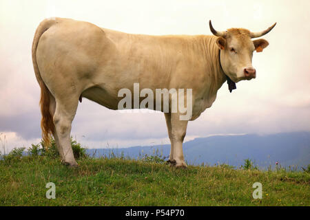 Manzo spagnolo sul verde gras Foto Stock