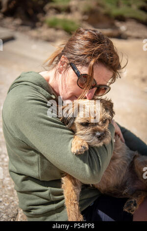 Border terrier Foto Stock