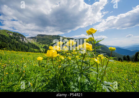 Trollius altissimus giallo fiori di montagna in fiore. alpine fiori straordinari sul prato. Foto Stock