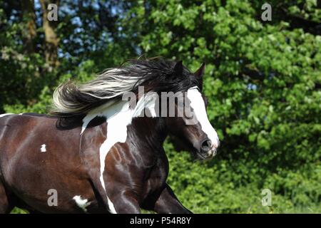Irish Tinker ritratto Foto Stock