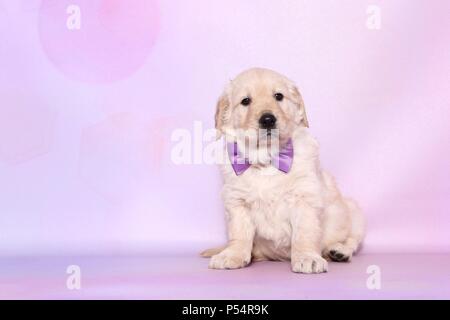 Golden Retriever cucciolo Foto Stock