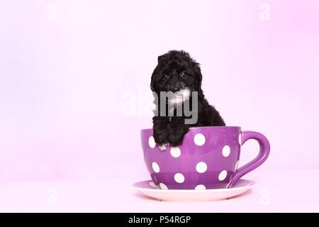 Cockerpoo cucciolo Foto Stock