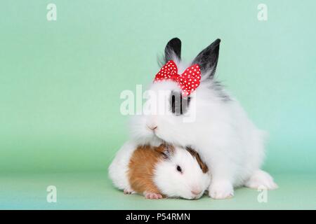 Lion con testa di coniglio e guinea pig Foto Stock