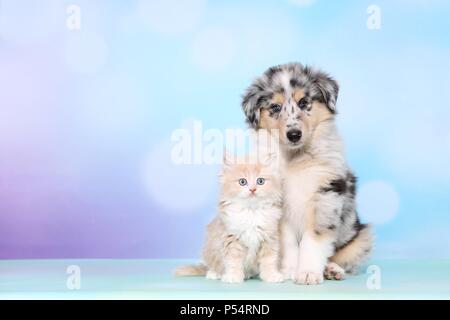 Cucciolo e gattino Foto Stock