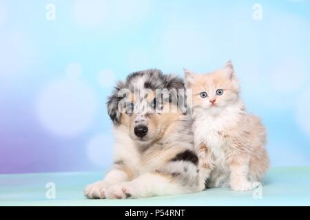 Cucciolo e gattino Foto Stock