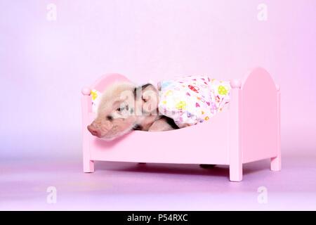 Baby pig Foto Stock