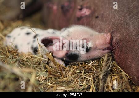 Baby pig Foto Stock