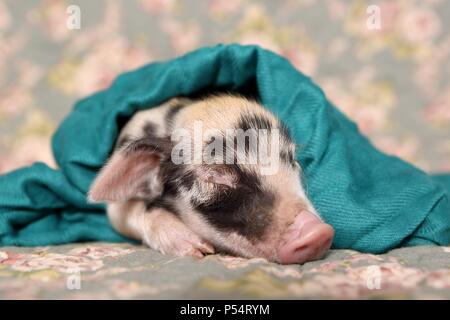 Baby pig Foto Stock