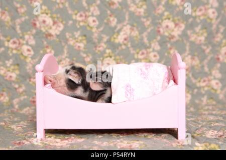 Baby pig Foto Stock