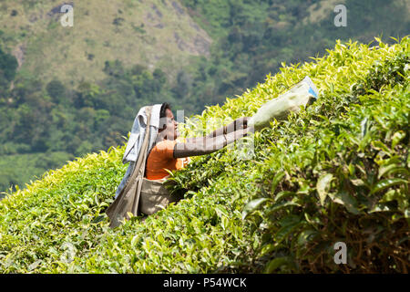 Donna raccolta tè sul Kolukkumuali station wagon, Munnar Kerala, India SW. Foto Stock