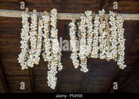 Stringhe di aglio essiccazione a soffitto nella fattoria in Fishte, Albania Foto Stock