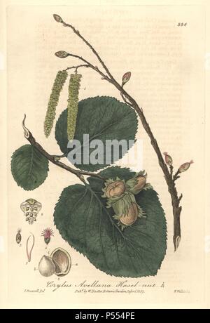 Albero di nocciole, Corylus avellana. Copperplate Handcolored incisi da W. Willis da un disegno da Isaac Russell da William Baxter's "British Phaenogamous botanica, l' Oxford, 1839. Lo scozzese William Baxter (1788-1871) è stato il curatore della Oxford Botanic Garden dal 1813 al 1854. Foto Stock