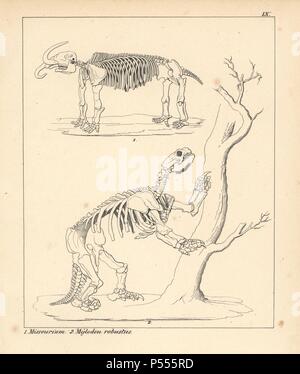 Scheletro di American mastodon, Mammut americanum, Missourium e estinzione di massa gigante bradipo, Mylodon robustus. Litografia da un artista sconosciuto dal dott. F.A. Schmidt 'Petrefactenbuch", pubblicato a Stoccarda, Germania, 1855 da Verlag von Krais & Hoffmann. Dr. Schmidt del " Libro di Petrification' introdotto fossili e paleontologia sia per lo specialista e lettore generale. Foto Stock