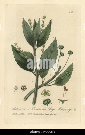 Cani mercurio, Mercurialis perennis. Copperplate Handcolored disegnato e inciso da Charles Mathews da William Baxter's "British Phaenogamous botanica" 1835. Lo scozzese William Baxter (1788-1871) è stato il curatore della Oxford Botanic Garden dal 1813 al 1854. Foto Stock