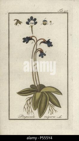 Comune, butterwort Pinguicula vulgaris. Handcolored calcografia incisione botanica da Johannes Zorn "Afbeelding der Artseny-Gewassen", Jan Christiaan Sepp, Amsterdam, 1796. Zorn pubblicato per la prima volta il suo medico illustrato botanica di Norimberga nel 1780 con 500 lastre ed una versione olandese seguita nel 1796 pubblicato da J.C. Sepp con un ulteriore 100 piastre. Zorn (1739-1799) era un tedesco il farmacista e botanico che ha raccolto le piante medicinali provenienti da tutta Europa per il suo "Icones plantarum medicinalium' per oncia e medici. Foto Stock