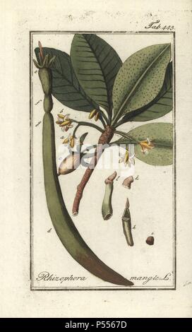 Mangrovia rossa, Rhizophora mangle. Handcolored calcografia incisione botanica da Johannes Zorn "Afbeelding der Artseny-Gewassen", Jan Christiaan Sepp, Amsterdam, 1796. Zorn pubblicato per la prima volta il suo medico illustrato botanica di Norimberga nel 1780 con 500 lastre ed una versione olandese seguita nel 1796 pubblicato da J.C. Sepp con un ulteriore 100 piastre. Zorn (1739-1799) era un tedesco il farmacista e botanico che ha raccolto le piante medicinali provenienti da tutta Europa per il suo "Icones plantarum medicinalium' per oncia e medici. Foto Stock