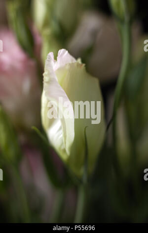 Primo piano della Lisanthus bud su sfondo nero Foto Stock