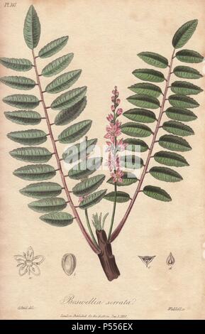 Incenso indiano, Boswellia serrata. Handcolored illustrazione Botanici disegnati da G. Reid e inciso su acciaio da Weddell da John Stephenson e James Morss Churchill's "medical Botanica: o illustrazioni e descrizioni delle piante medicinali di Londra, Edimburgo e Dublino farmacopee," John Churchill, Londra, 1831. Foto Stock