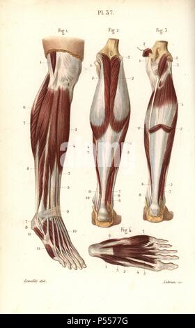 Muscoli e tendini della gamba e del piede. Acciaio Handcolored incisione di Lebrun di un disegno da Leveille dal dottor Giuseppe Nicolas Masse 'Petit Atlas complet d'Anatomie descrittivo du corps Humain", Parigi, 1864, pubblicato da Mequignon-Marvis. Masse di 'pocket anatomia del corpo umano " è stato pubblicato per la prima volta nel 1848 ed è passata attraverso molte edizioni. Foto Stock