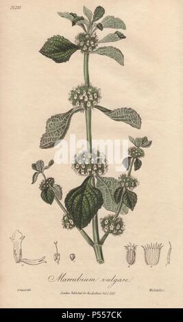 Bianco, horebound Marrubium vulgare. Handcolored illustrazione Botanici disegnati da G. Reid e inciso su acciaio da Weddell da John Stephenson e James Morss Churchill's "medical Botanica: o illustrazioni e descrizioni delle piante medicinali di Londra, Edimburgo e Dublino farmacopee," John Churchill, Londra, 1831. Foto Stock