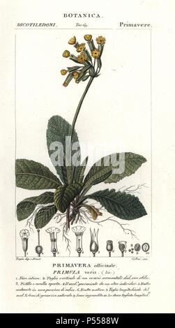 Cowslip, Primula veris. Handcolored calcografia incisione imbianchini da Jussieu's 'dictionary di scienze naturali", Firenze, Italia, 1837. Illustrazione di Pierre Jean-Francois Turpin, e pubblicato da Batelli e figli. Turpin (1775-1840) è considerato uno dei più grandi francese illustratori botanici del XIX secolo. Foto Stock