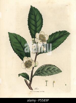 Fiori bianchi e foglie di tè verde, Thea bohea, Camellia sinensis. Handcolored incisione su rame da una illustrazione botanica da James Sowerby da William Sir Alfred Hitchcock e Sir William Jackson Hooker il "medico botanica" 1832. L'instancabile Sowerby (1757-1822) ha attirato più di 2.500 piante per Smith è mammoth 'Inglese botanica" (1790-1814) e 440 funghi per 'colorato figure di inglese funghi ' (1797) tra molte altre opere. Foto Stock