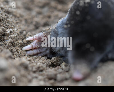 23 giugno 2018, Germania, Sieversdorf: una mole tra appena agitati la terra in un giardino. Foto: Patrick Pleul/dpa-Zentralbild/ZB Foto Stock