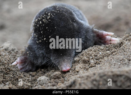 23 giugno 2018, Germania, Sieversdorf: una mole tra appena agitati la terra in un giardino. Foto: Patrick Pleul/dpa-Zentralbild/ZB Foto Stock