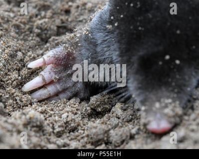 23 giugno 2018, Germania, Sieversdorf: una mole tra appena agitati la terra in un giardino. Foto: Patrick Pleul/dpa-Zentralbild/ZB Foto Stock