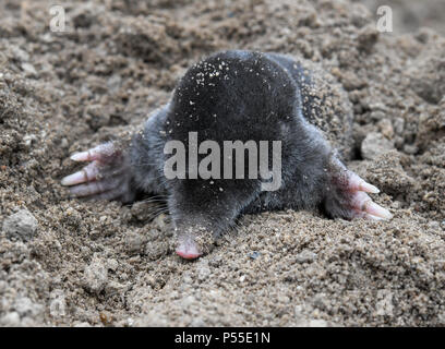 23 giugno 2018, Germania, Sieversdorf: una mole tra appena agitati la terra in un giardino. Foto: Patrick Pleul/dpa-Zentralbild/ZB Foto Stock