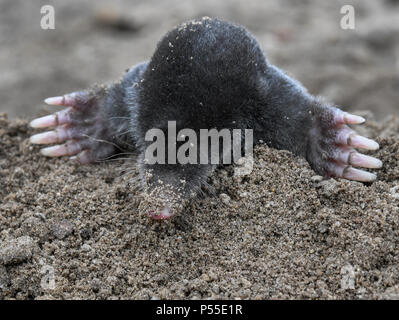 23 giugno 2018, Germania, Sieversdorf: una mole tra appena agitati la terra in un giardino. Foto: Patrick Pleul/dpa-Zentralbild/ZB Foto Stock