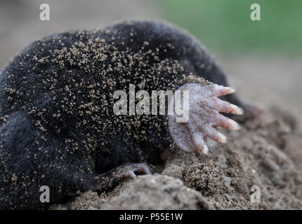 23 giugno 2018, Germania, Sieversdorf: una mole tra appena agitati la terra in un giardino. Foto: Patrick Pleul/dpa-Zentralbild/ZB Foto Stock