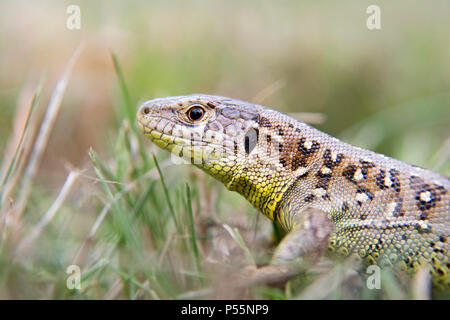 Un giardino lizard nasconde in erba verde Foto Stock