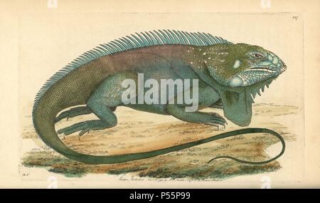 Comune o verde, iguana Iguana iguana. Specie CITES. Illustrazione firmato RN (Richard Nodder).. Handcolored incisione su rame da George Shaw e Federico Nodder 'del naturalista' Miscellanea 1795.. Frederick Polydore Nodder (17511801?) era un illustre storia naturale artista ed incisore. Nodder affinava il suo disegno lavorando su Captain Cook e Joseph Banks' Florilegium e incisione Sydney il morbo di Parkinson schizzi di piante australiane. Egli è stato reso "pittore botanico di Sua Maesta' Queen Charlotte nel 1785. Nodder ha anche richiamato la studi botanici in Thomas Martyn la Flora Rustica (1792) e 38 Foto Stock