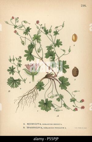 Dovesfoot cranesbill, Geranium molle, e piccole cranesbill fiorito, Geranium pusillum. Chromolithograph da Carl Lindman 'Bilder ur Nordens Flora " (Foto del nord della Flora), Stoccolma, Wahlström & Widstrand, 1905. Lindman (1856-1928) è stato Professore di botanica presso il Museo Svedese di Storia Naturale (Naturhistoriska Riksmuseet). Il chromolithographs erano basati su Johan Wilhelm Palmstruch "vensk botanik' (1802-1843). Foto Stock