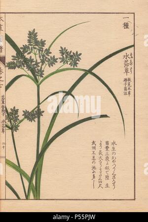 Canne e fiori blu di Cyperus Iwasakii Mak.. Stampato a colori woodblock incisione di Kan'en Iwasaki da 'Honzo Zufu", una guida illustrata per piante medicinali, 1884. La Iwasaki (1786-1842) era un giapponese botanico, entomologo e zoologo. Egli è stato uno dei primi botanici giapponesi per incorporare la conoscenza occidentale nei suoi studi. Foto Stock